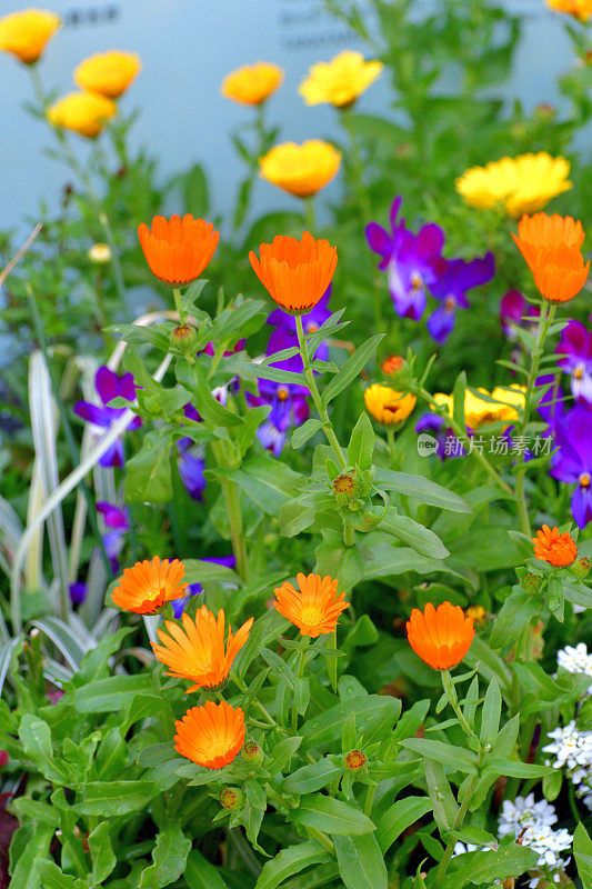 骨植物花/非洲雏菊/南非雏菊:杂种